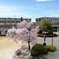 2023年3月26日の保育科のオープンキャンパスは桜の花といちごと家康がお待ちしています